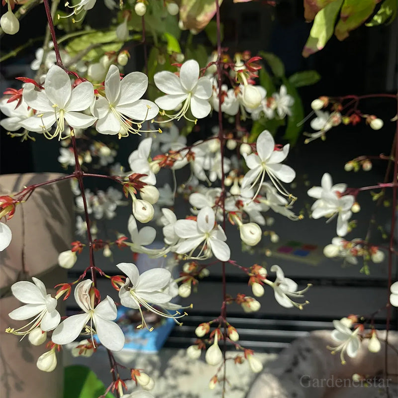 🌼Rare Trailing Jasmine Seeds🪴Super easy to care - It keeps blooming even in winter!