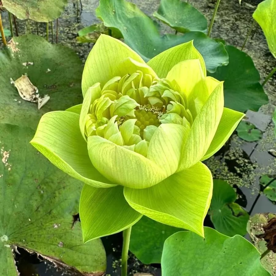 🌸[7 days germination]💐TheSacred Bonsai Bowl LotusFlower