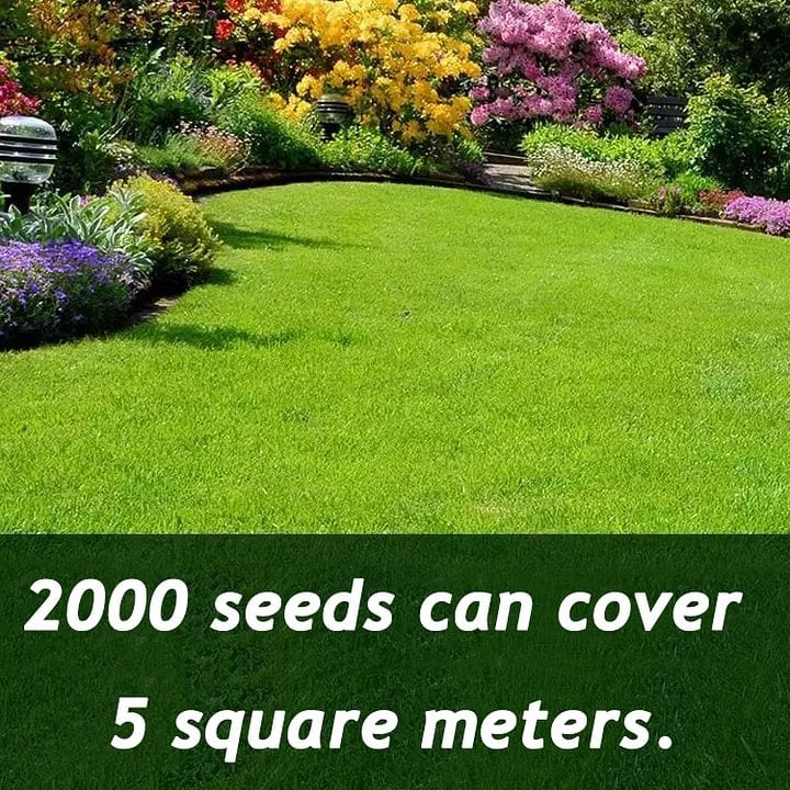 🌱🌱🌱 2026 Four Seasons Evergreen Grass Seed | Durable, Vibrant Green All Year