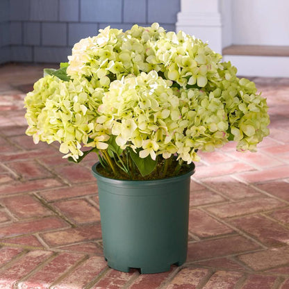 💥Last Day 75% OFF💐Artificial Outdoor Hydrangea Flowers - UV resistant, Waterproof, Windproof