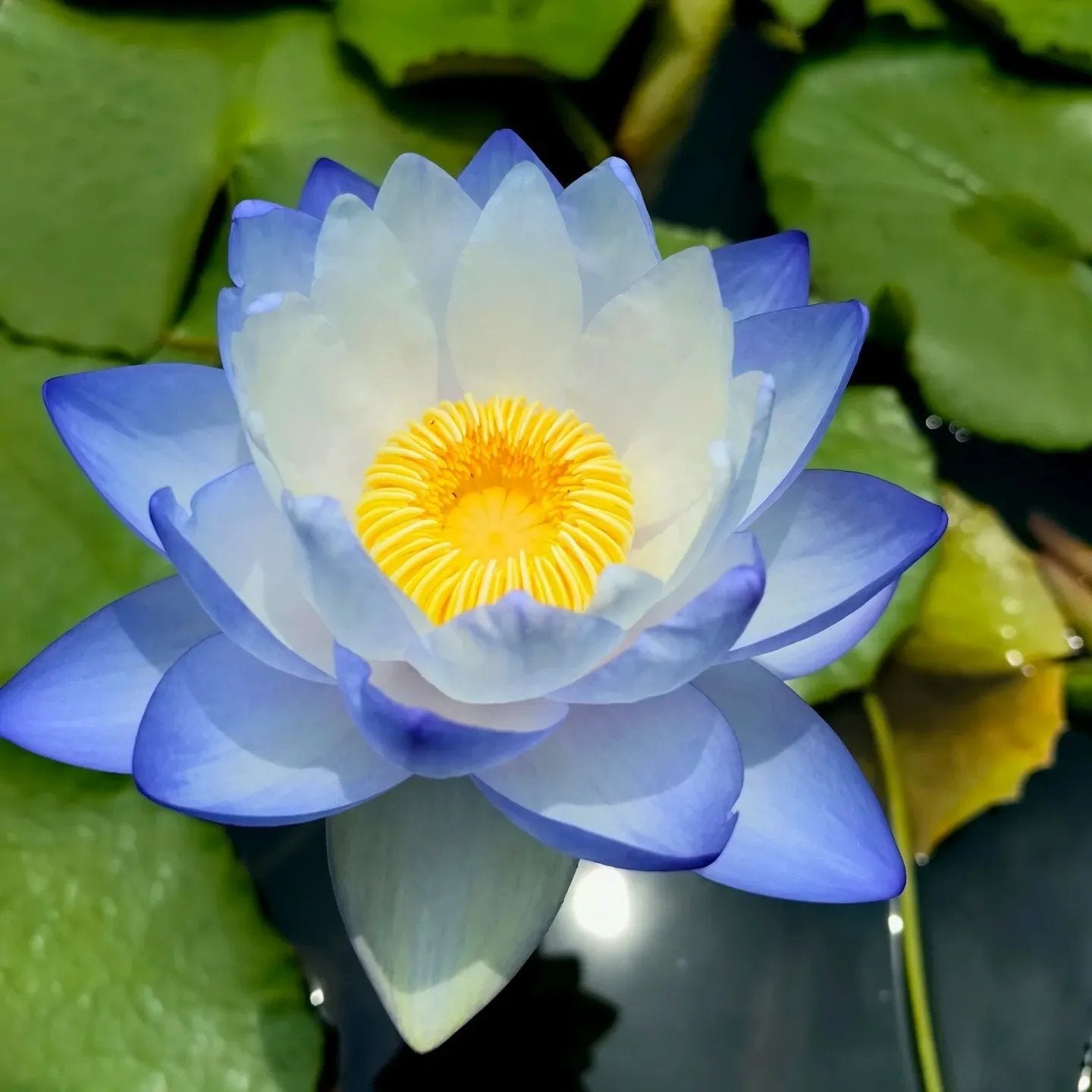 🌸[7 days germination]💐TheSacred Bonsai Bowl LotusFlower
