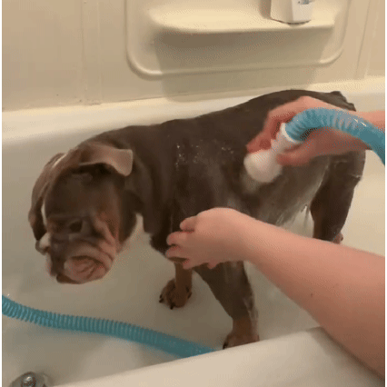 ⏰Today's special: Up to 50% ！🚿 Handheld & Pet Showers. 🏅Trusted by 47,000+ happy pet owners worldwide.