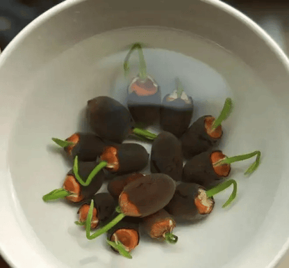 🌸[7 days germination]💐TheSacred Bonsai Bowl LotusFlower