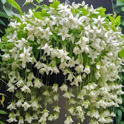 🌼Rare Trailing Jasmine Seeds🪴Super easy to care - It keeps blooming even in winter！