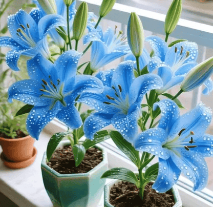 🌱🌺Newly Developed Perfume Lilies Seeds – Vibrant Colors, Unique Fragrances for Every Kind of Love