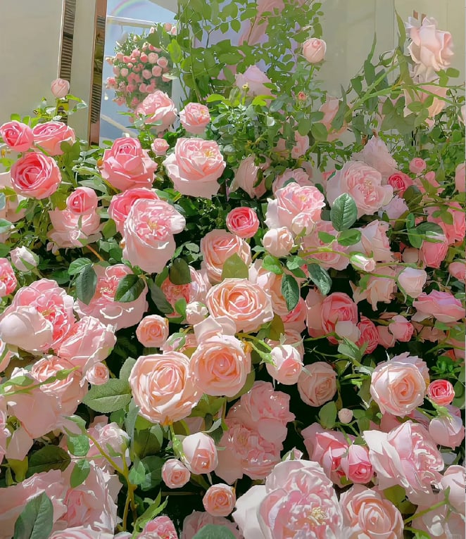 [3 days germination]🌺Climbing Rose Seeds