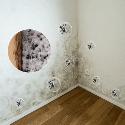🔥  Buy 2 Get 1 Free🧼 Powerful Mold Remover Spray – Deep Clean & Prevent Regrowth