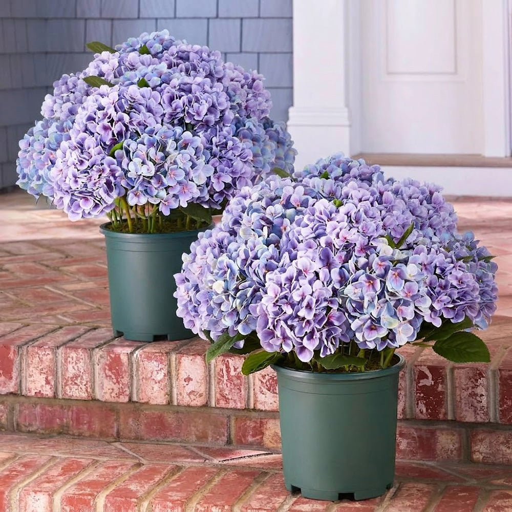 💥Last Day 75% OFF💐Artificial Outdoor Hydrangea Flowers - UV resistant, Waterproof, Windproof
