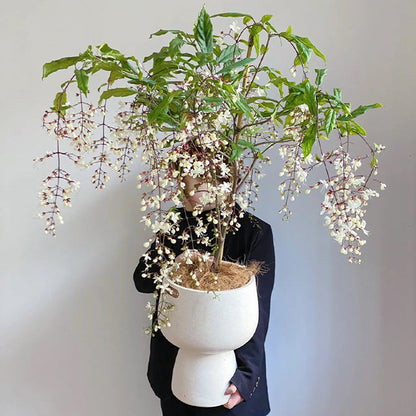 🌼Rare Trailing Jasmine Seeds🪴Super easy to care - It keeps blooming even in winter！