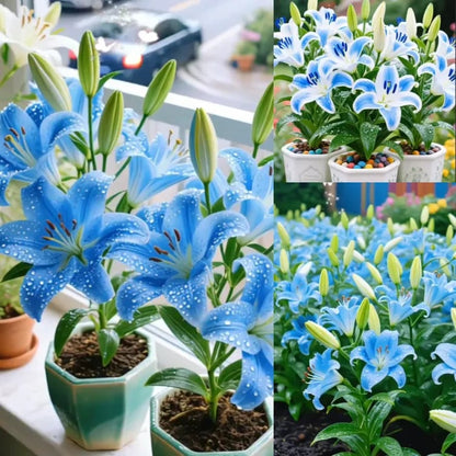 🌱🌺Newly Developed Perfume Lilies Seeds – Vibrant Colors, Unique Fragrances for Every Kind of Love