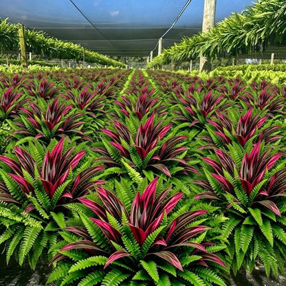 💥Summer Special🔥UV-Resistant Artificial Fern & Red Dracaena Decorative Plants – Full, Lush & Fade-Resistant!