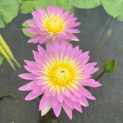 🌸[7 days germination]💐TheSacred Bonsai Bowl LotusFlower
