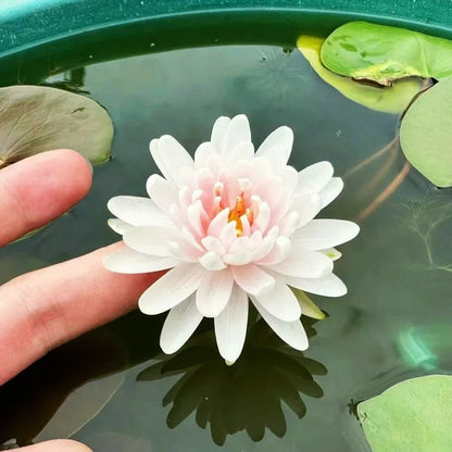 🌸[7 days germination]💐TheSacred Bonsai Bowl LotusFlower