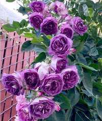 Blue Purple