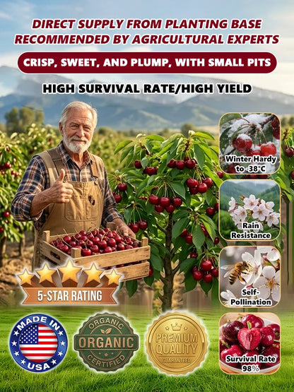 ⚠️Last day for an 85% discount!🍒 I planted this tree once… now I harvest up to 50 lbs every summer