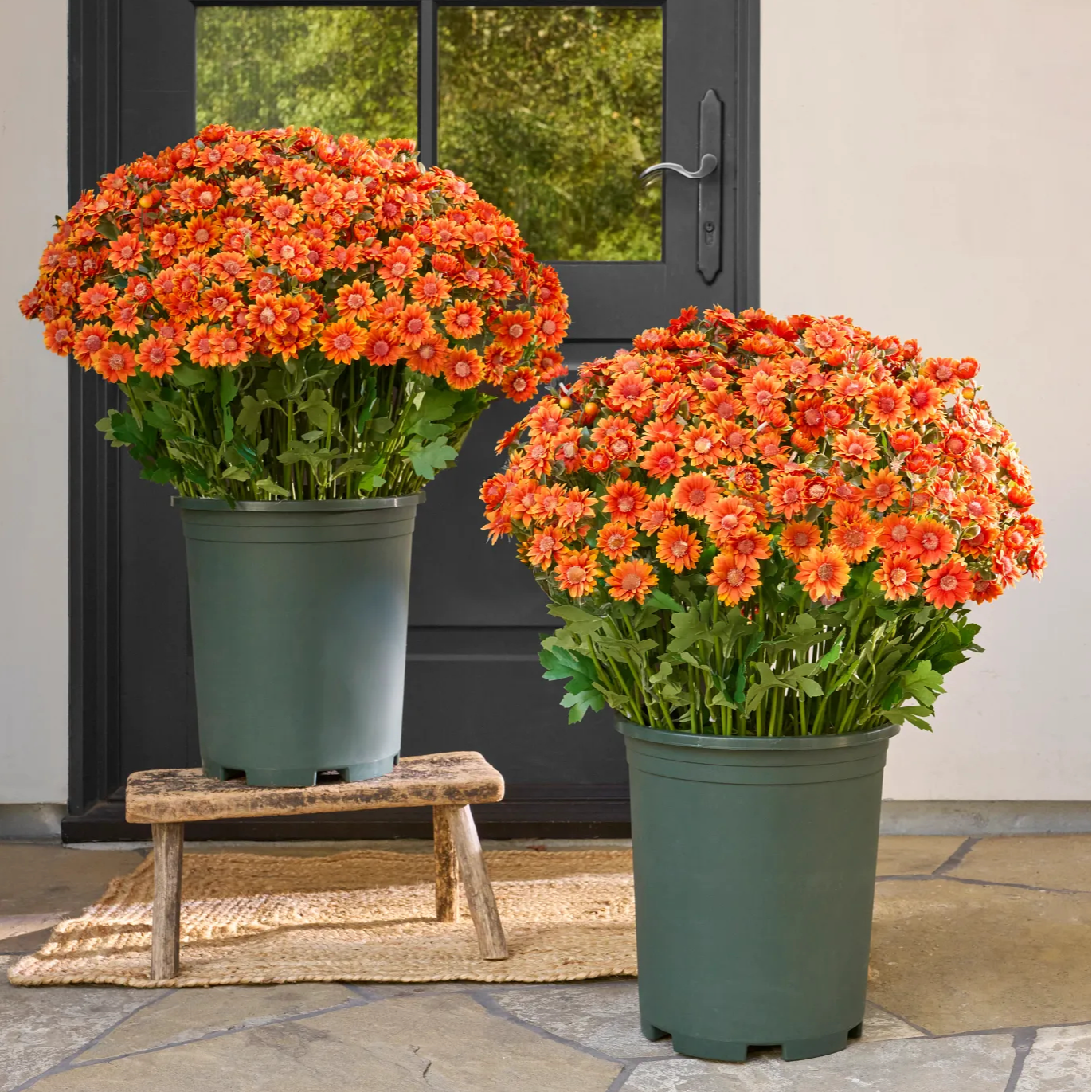 💥Last Day 70% OFF🌼- Artificial Outdoor Sunset Mums Flowers - UV resistant, Waterproof, Windproof