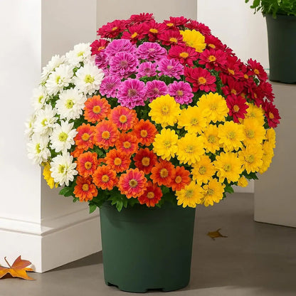 💥Last Day 70% OFF🌼- Artificial Outdoor Sunset Mums Flowers - UV resistant, Waterproof, Windproof