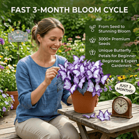 🦋Purple butterfly