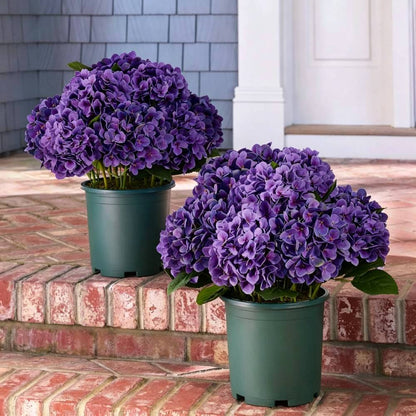 💥Last Day 75% OFF💐Artificial Outdoor Hydrangea Flowers - UV resistant, Waterproof, Windproof