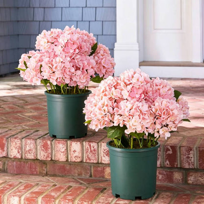 💥Last Day 75% OFF💐Artificial Outdoor Hydrangea Flowers - UV resistant, Waterproof, Windproof