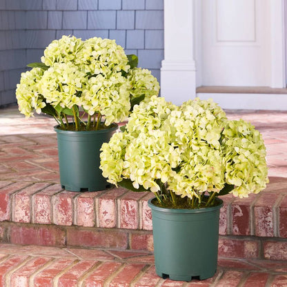 💥Last Day 75% OFF💐Artificial Outdoor Hydrangea Flowers - UV resistant, Waterproof, Windproof