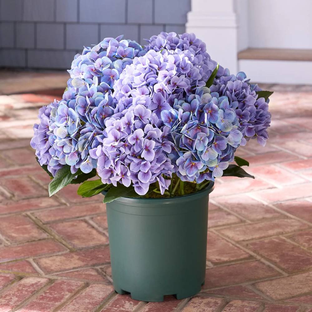 💥Last Day 75% OFF💐Artificial Outdoor Hydrangea Flowers - UV resistant, Waterproof, Windproof