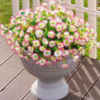 Pink（Set of 5 Bundles）