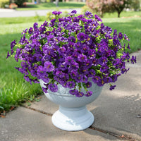 Purple（Set of 5 Bundles）