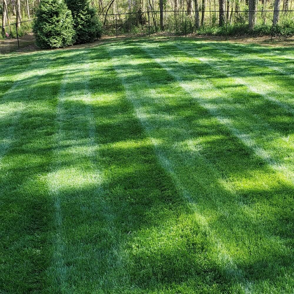 🌱🌱🌱 2026 Four Seasons Evergreen Grass Seed | Durable, Vibrant Green All Year