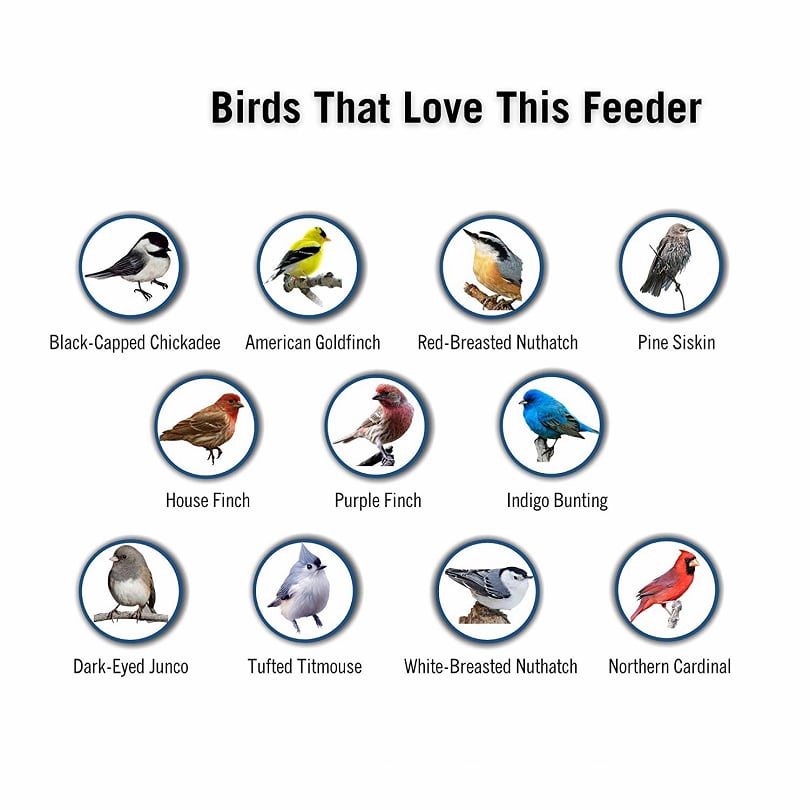 🔥Bird Feeder(Without motor, unable to rotate)