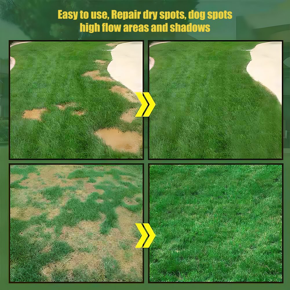 🌱🌱🌱 2026 Four Seasons Evergreen Grass Seed | Durable, Vibrant Green All Year