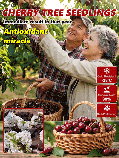 ⚠️Last day for an 85% discount!🍒 I planted this tree once… now I harvest up to 50 lbs every summer