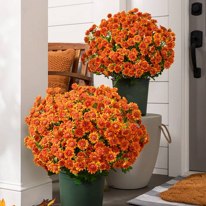 💥Last Day 70% OFF🌼- Artificial Outdoor Sunset Mums Flowers - UV resistant, Waterproof, Windproof