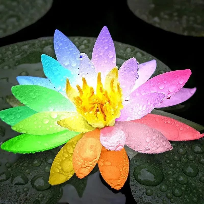 🌸[7 days germination]💐TheSacred Bonsai Bowl LotusFlower