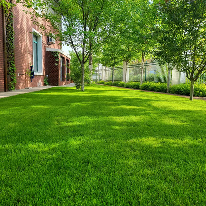🌱🌱🌱 2026 Four Seasons Evergreen Grass Seed | Durable, Vibrant Green All Year