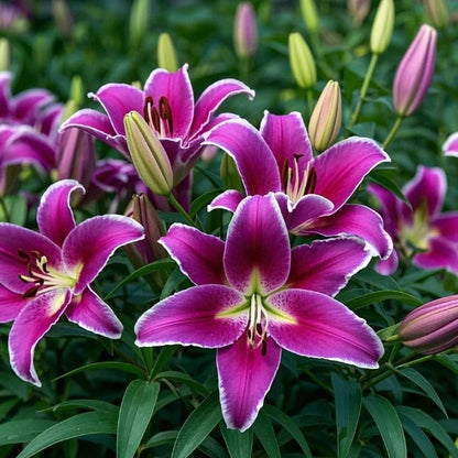 🌱🌺Newly Developed Perfume Lilies Seeds – Vibrant Colors, Unique Fragrances for Every Kind of Love