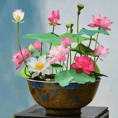 🌸[7 days germination]💐TheSacred Bonsai Bowl LotusFlower