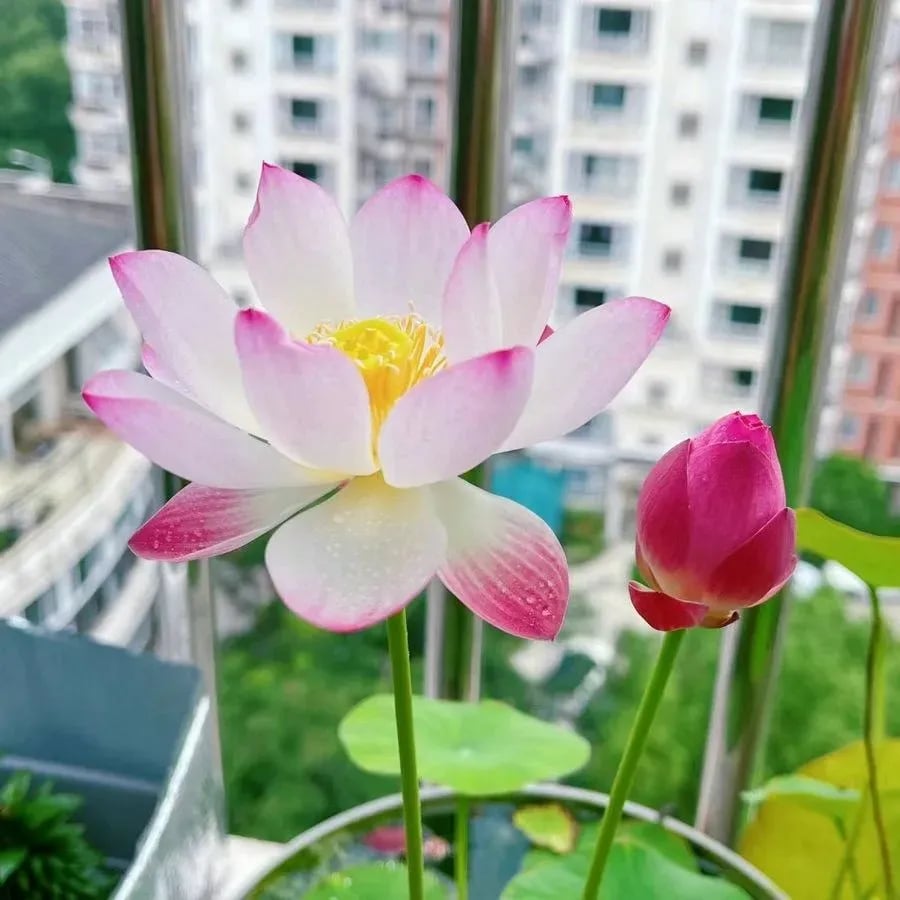 🌸[7 days germination]💐TheSacred Bonsai Bowl LotusFlower