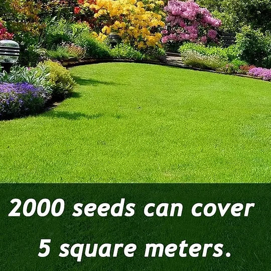 7 Days Germination🌱 Evergreen dwarf grass seed for four seasons🌾⏰Last day of sales！！！