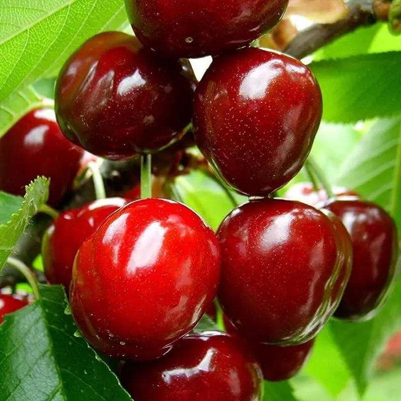 ⚠️Last day for an 85% discount!🍒 I planted this tree once… now I harvest up to 50 lbs every summer