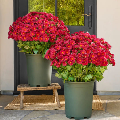 💥Last Day 70% OFF🌼- Artificial Outdoor Sunset Mums Flowers - UV resistant, Waterproof, Windproof