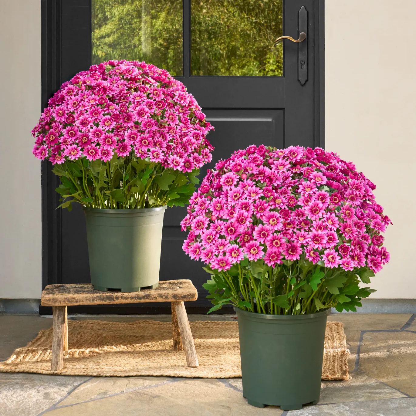 💥Last Day 70% OFF🌼- Artificial Outdoor Sunset Mums Flowers - UV resistant, Waterproof, Windproof