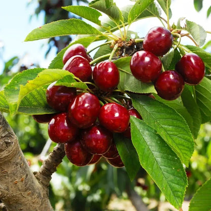 ⚠️Last day for an 85% discount!🍒 I planted this tree once… now I harvest up to 50 lbs every summer
