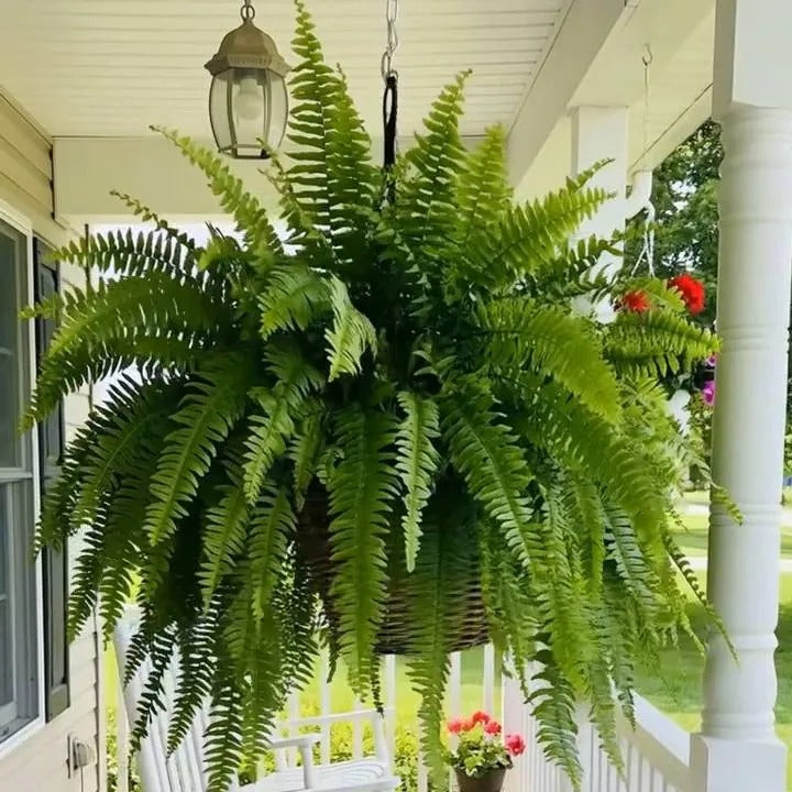 💛Glowing Boston Ferns with Lights – 🌿 Zero Watering, Zero Maintenance