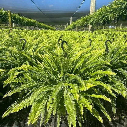 💛Glowing Boston Ferns with Lights – 🌿 Zero Watering, Zero Maintenance