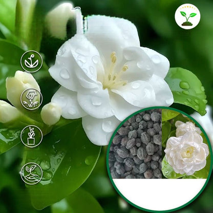🌼Rare Trailing Jasmine Seeds🪴Super easy to care - It keeps blooming even in winter！