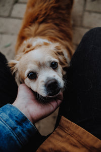 Sarah M., Animal Welfare Association